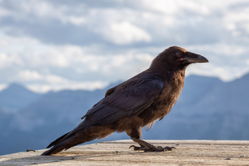 Big Black Common Raven Bird is sitting on a wooden Helipad on top of Mt Lady MacDonald and looking for food. Taken in Canmore, Alberta, Canada.