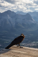 Big Black Common Raven Bird is sitting on a wooden Helipad on top of Mt Lady MacDonald and looking for food. Taken in Canmore, Alberta, Canada.