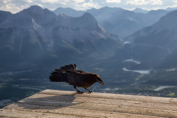Big Black Common Raven Bird is sitting on a wooden Helipad on top of Mt Lady MacDonald and looking...