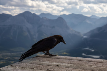 Big Black Common Raven Bird is sitting on a wooden Helipad on top of Mt Lady MacDonald and looking...