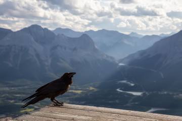 Big Black Common Raven Bird is sitting on a wooden Helipad on top of Mt Lady MacDonald and looking...