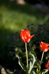 Tulip on natural blurred background. delicate tulip flower with petals and bright green leaves.