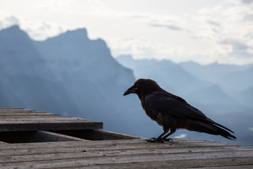 Big Black Common Raven Bird is sitting on a wooden Helipad on top of Mt Lady MacDonald and looking...