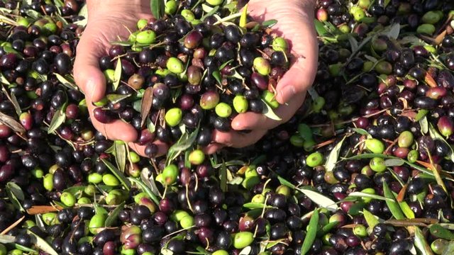 Olive background, after harvesting ready for oil  production