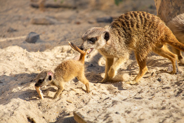 maman et bébé suricate vont pique-niquer