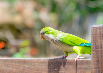 A beautiful parrot in a wildlife park.