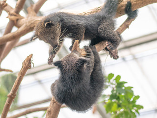 binturong's mother and children