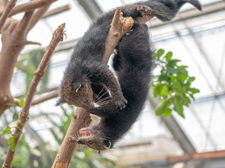 binturong's mother and children