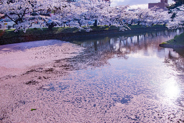 弘前城の桜