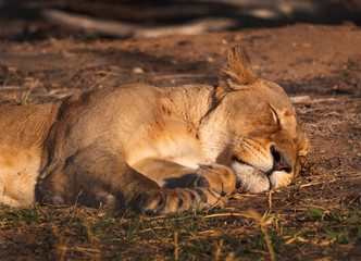 Sleeping female lion in captive breeding program