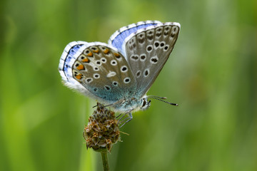 close up of a butterfly on a mountain meadow at summer in the alps; 
