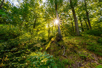 Harz, Nationalpark, Wälder und Berge in Sachsen Anhalt