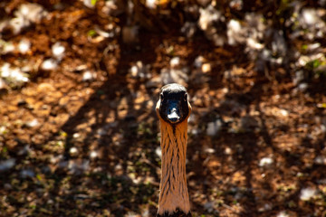 A beautiful view of ducks in zoo