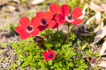 Five bright red anemones on a glade