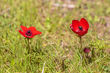 Obraz premium Pair of bright red anemones on a glade