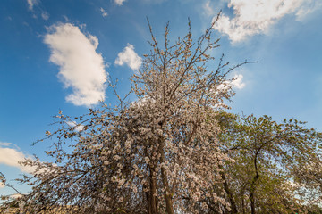 Wide angle view on white almond flowers