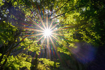 Harz, Nationalpark, W&auml;lder und Berge in Sachsen Anhalt
