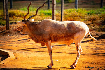 A beautiful view of Oryx in zoo