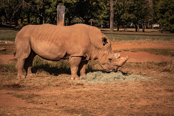 Obraz premium A beautiful view of Rhyno eating