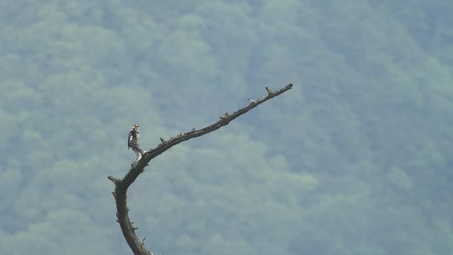 木の上で羽繕いするアカゲラ(Great Spotted Woodpecker)