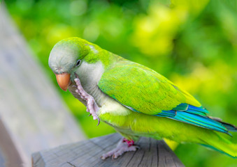 A beautiful parrot in a wildlife park.