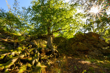 Fototapeta premium Harz, Nationalpark, Wälder und Berge in Sachsen Anhalt