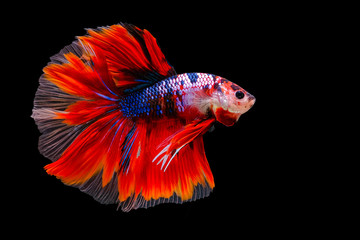 Betta fish, siamese fighting fish on black background