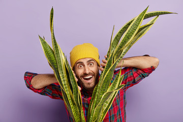 Horizontal shot of happy unshaven hipster dressed in yellow hat, plaid shirt, grows houseplant,...