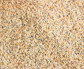Paddy rice texture