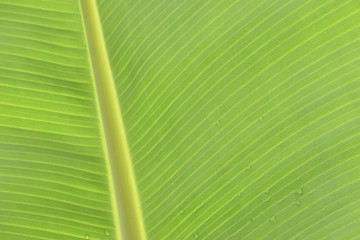 green banana leaf