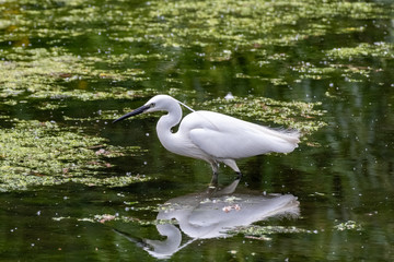 Little egret (Egretta garzetta)