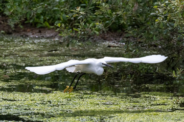 Little egret (Egretta garzetta)