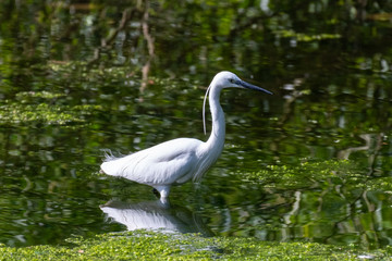 Little egret (Egretta garzetta)