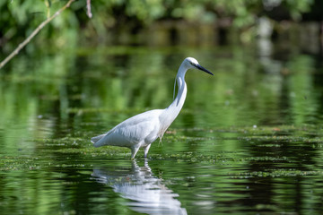 Little egret (Egretta garzetta)