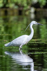 Little egret (Egretta garzetta)