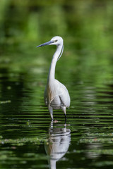 Little egret (Egretta garzetta)