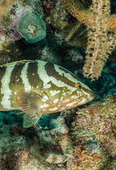 Fototapeta na wymiar Curious Nassau grouper
