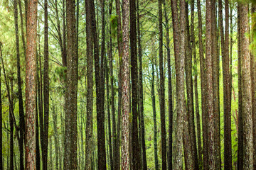 Fototapeta na wymiar Many pine trees in the forest and morning sunlight. The abundance of forests.