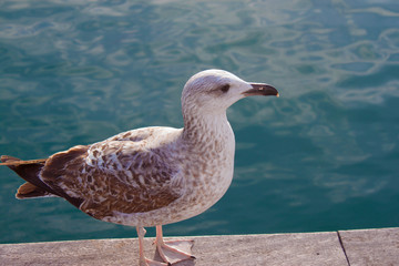 seagull on the beach