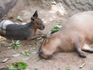 Cute animals at the zoo