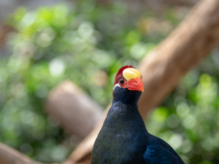 Cute animals at the zoo