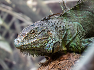 Cute animals at the zoo