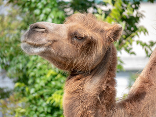 Cute animals at the zoo
