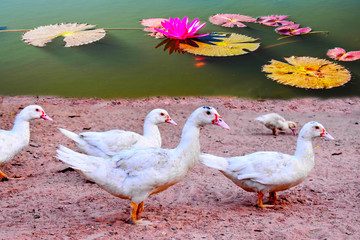 duck and ducklings