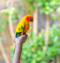 A beautiful parrot in a wildlife park.