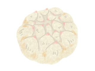ユリ根　八頭　Lily bulb