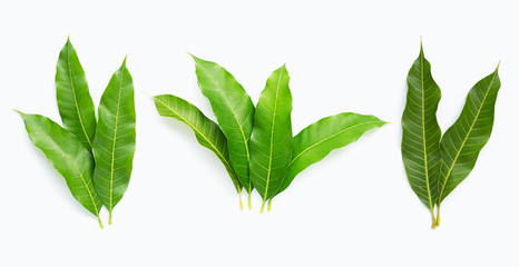 Mango leaves on white background.