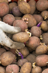 the hand of the gardener chooses the potato tubers for planting