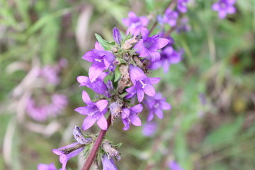 Naklejka premium purple bellflowers