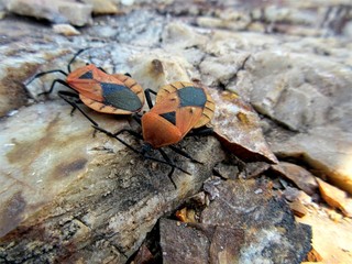 butterfly on rock